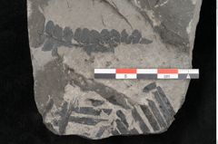 Foto (Detailansicht) von Thinnfeldia lunzensis Ettingshausen (NHMW-GEO-2024-0188-10590)